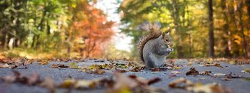 Ein Eichhörnchen auf einer Straße im Wald.